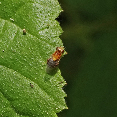 Thaumatomyia rubida