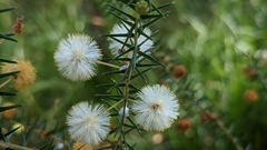 Acacia ulicifolia