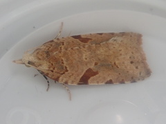 Leucotenes coprosmae