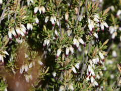 Conostephium pendulum