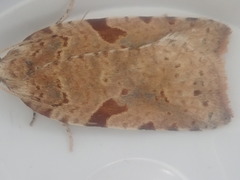 Leucotenes coprosmae