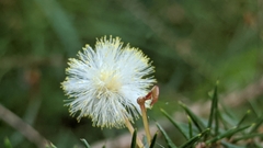 Acacia ulicifolia