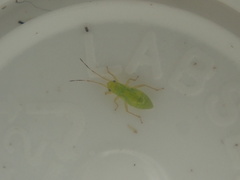 Kiwimiris concavus