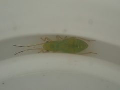 Kiwimiris concavus
