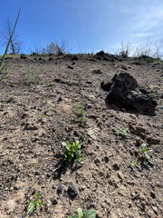 Ceanothus cuneatus cuneatus
