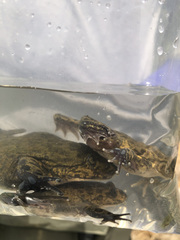 Telmatobius arequipensis