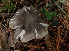 Tricholoma virgatum