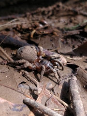 Cyclocosmia truncata