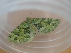 Pasiphila melochlora