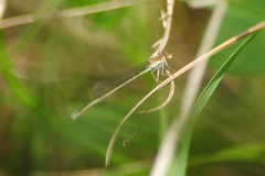 Argentagrion ambiguum