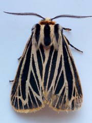 Apantesis virguncula