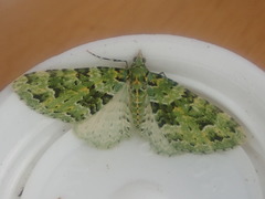 Pasiphila melochlora