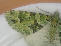 Pasiphila melochlora