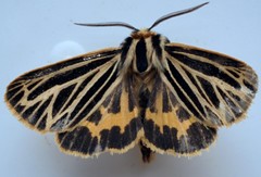 Apantesis virguncula