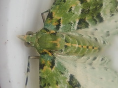 Pasiphila melochlora