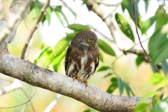Glaucidium hardyi