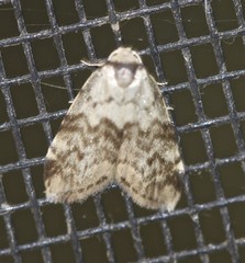 Thallarcha leptographa
