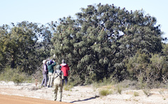 Banksia speciosa