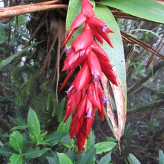 Tillandsia compacta