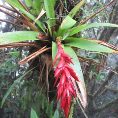 Tillandsia compacta