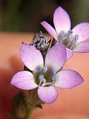 Gilia clivorum