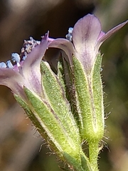 Gilia clivorum