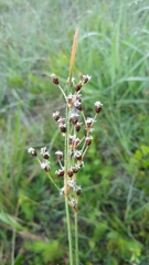 Fimbristylis caroliniana