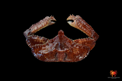 Cryptopodia dorsalis