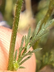 Gilia clivorum