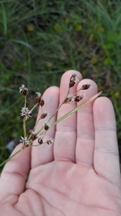 Fimbristylis caroliniana