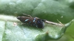 Strobisia proserpinella