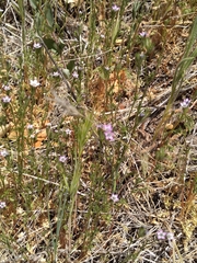 Gilia clivorum