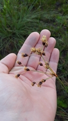 Fimbristylis caroliniana