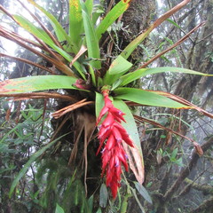 Tillandsia compacta
