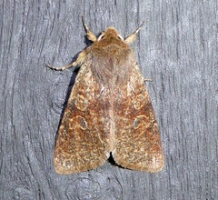 Orthosia rubescens