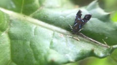 Strobisia proserpinella