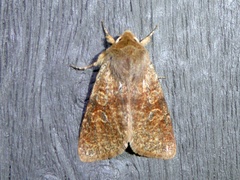 Orthosia rubescens