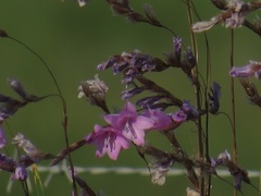 Dierama cooperi