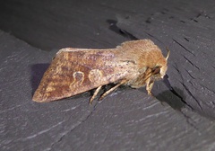 Orthosia rubescens