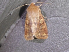 Orthosia rubescens