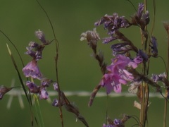 Dierama cooperi