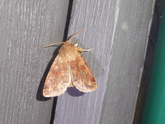 Orthosia rubescens