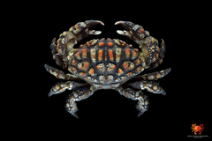 Paractaea rufopunctata