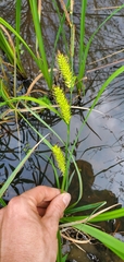 Carex hyalinolepis