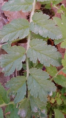 Erodium moschatum