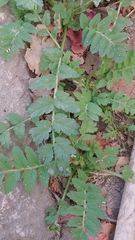 Erodium moschatum