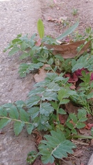 Erodium moschatum