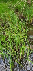 Carex hyalinolepis