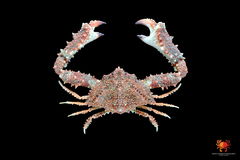 Garthambrus stellatus