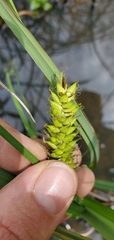 Carex hyalinolepis